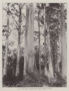 Ein riesiger Karri-Baum im Denmark Hills Forest, Westaustralien