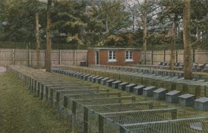 Ein Norfolk-Fasanenhof
