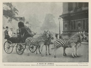Ein Team von Zebras