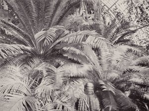 Eine Gruppe von Cycads im Palmenhaus in Kew von English Photographer