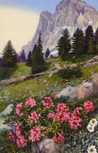 Alpenblumen: Daphne Striata mit Dryas Octopetala (rechts) von English Photographer