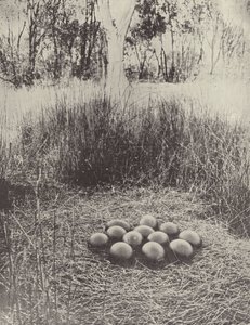 Ein Emunest von English Photographer