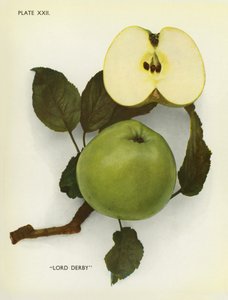 Äpfel von England: Lord Derby (Farbfoto) von English Photographer