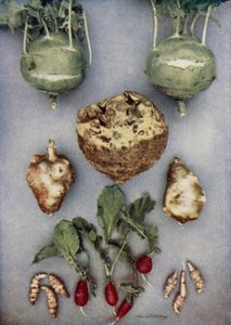 Artischocken, Kohlrabi, Knollensellerie und Radieschen