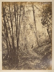 Bambuswald am Teesta. Ansichten von Darjeeling. 1870er Jahre