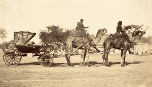 Kamelkutsche, ca. 1860 von English Photographer