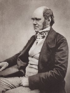 Charles Darwin, Porträt, ca. 1854, nach einem Foto von Maull & Fox