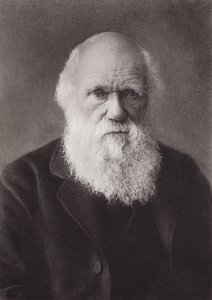 Charles Darwin, Porträt, ca. 1880 von English Photographer