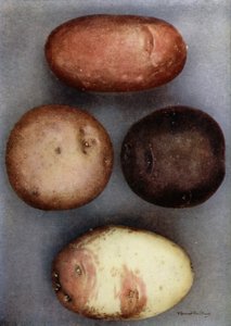 Bunte Kartoffeln