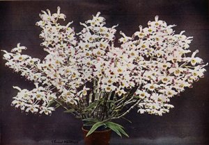 Dendrobium Wardianum