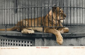 Weiblicher Löwe, Miss Columbus, Wade Park Zoo, Cleveland, Ohio
