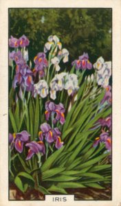 Gartenblumen: Iris