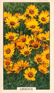 Gartenblumen: Ursinia