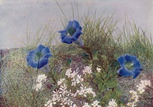 Gentiana Acaulis und Draba Dediana