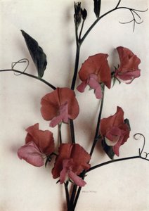 Helen Lewis