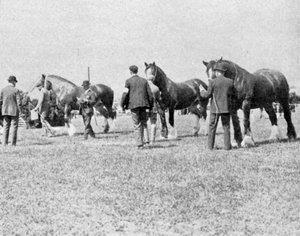 Bewertung von Shire Horses auf der Landwirtschaftsausstellung in Oxfordshire, Illustration aus The King, 25. Mai 1901