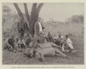 Löwen, die acht Esel zerstört hatten, erschossen bei Sebungu-Poort, Bulawayo von English Photographer