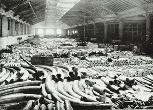 London Docks: Elfenbeinlager, 1895