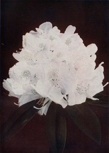 Madame Carvalho