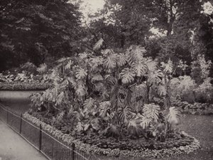 Monstera Deliciosa im Battersea Park von English Photographer
