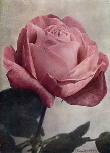 Mrs John Laing (HP)