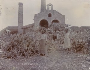 Newcastle Plantage, 1880 von English Photographer