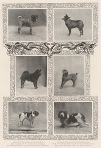 Bemerkenswerte Preisträger bei der sechsundvierzigsten Ausstellung des Kennel Clubs