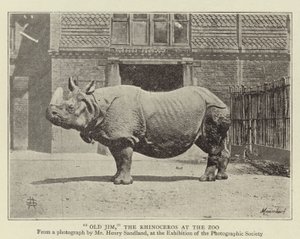 Alter Jim, das Nashorn im Zoo