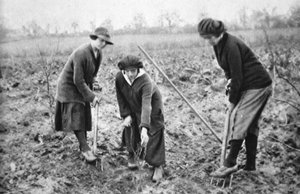 Angenehm, profitabel, patriotisch: auf einer Obstfarm in Letchmore Heath, in der Nähe von St. Albans, aus The Illustrated War News, 2. August 1916 von English Photographer