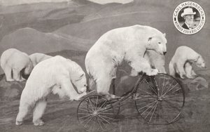 Eisbär fährt Dreirad, Carl Hagenbeck