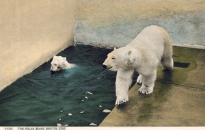 Eisbären, Bristol Zoo (Foto)