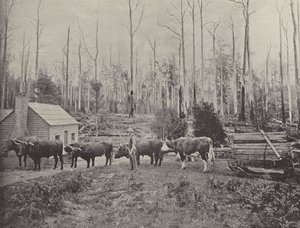 Holzschlitten in Lebrina, Tasmanien von English Photographer
