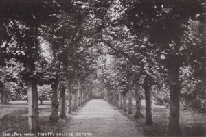 Der Lindenweg, Trinity College, Oxford von English Photographer