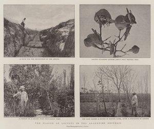 Die Heuschreckenplage in der Argentinischen Republik von English Photographer