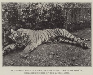 Die Tigerin, die den verstorbenen General Sir James Dormer, Oberbefehlshaber der Madras-Armee, verwundet hat von English Photographer