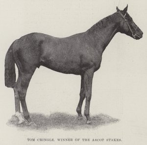 Tom Cringle, Gewinner der Ascot Stakes von English Photographer