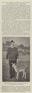 Tommy, das Haustier-Reh des 4. Bataillons Worcestershire Regiment