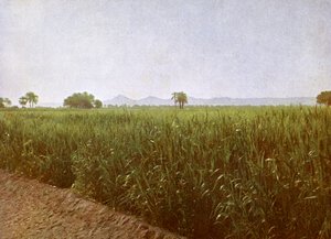 Weizenfeld in der Nähe von Luxor, Ägypten