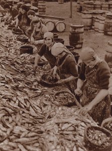 Frauen in Great Yarmouth beim Heringe spalten und reinigen