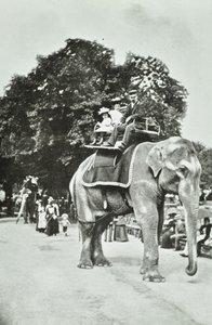 Zoologische Gärten, Regents Park: Elefantenreiten, London, ca. 1895