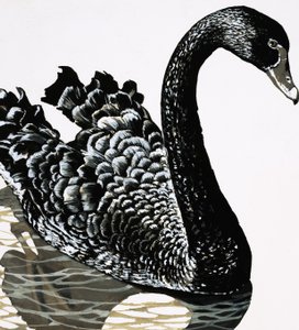 Ein schwarzer Schwan