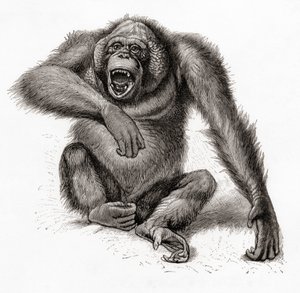 Ein Borneo-Orang-Utan, Pongo pygmaeus. Aus Meyers Lexikon, veröffentlicht 1924
