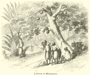 Ein Wald in Madagaskar von English School