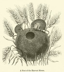 Ein Nest der Erntemaus (Gravur) von English School