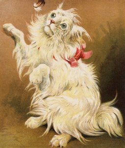 Eine persische Katze