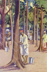 Eine Kautschukplantage in Malaya
