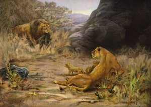 Eine willkommene Rückkehr - Löwe kehrt mit Nahrung für seine Jungen zurück von English School