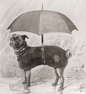 Ein Mops mit Stiefeln, Mantel und Regenschirm, um sich vor dem Regen zu schützen