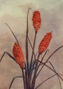 Eine prächtige Fackelblume, Kniphofia Corallina Superba von English School