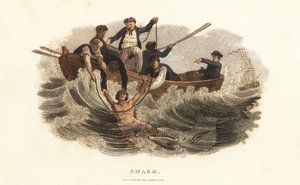 Ein junger Mann wird von Bootsmännern im Hafen von Havanna, Kuba, vor einem Hai gerettet